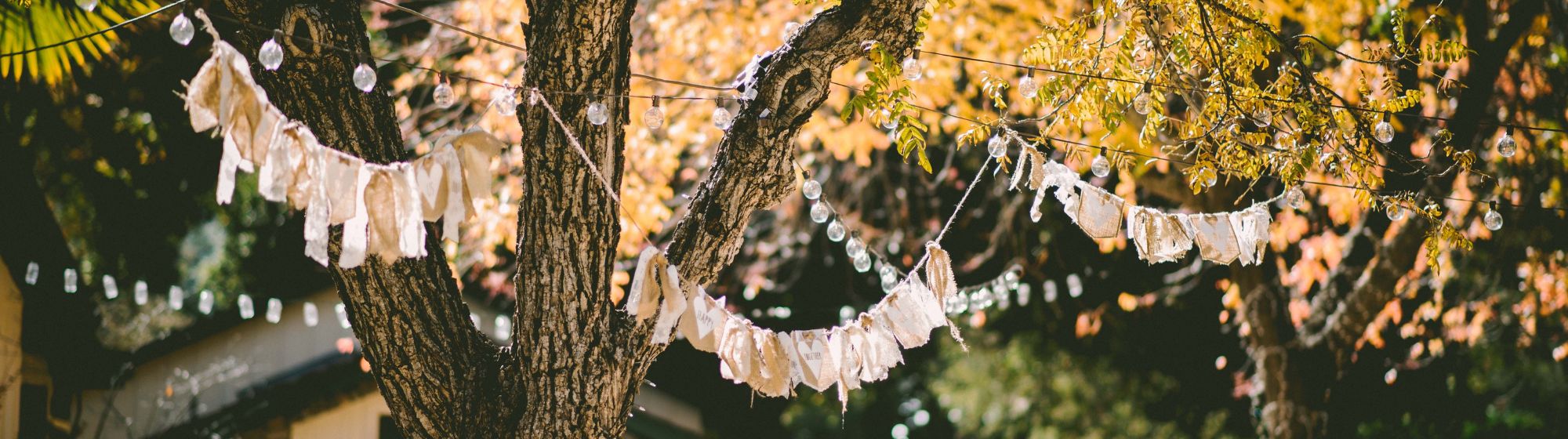 Lumières et décorations suspendues dans les arbres