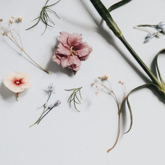 Fleurs séchées
