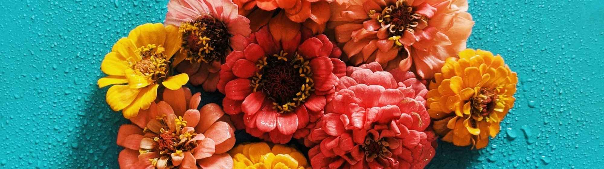 Bouquet de fleurs colorées (orange, rose, jaune) disposées sur un fond bleu avec des gouttes d'eau.