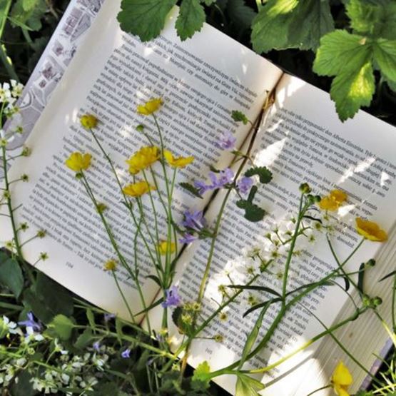 Livre ouvert dans l’herbe, décoré de fleurs sauvages jaunes, violettes et blanches.