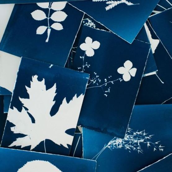 Ensemble de tirages cyanotype représentant des feuilles et plantes diverses en négatif blanc sur fond bleu.