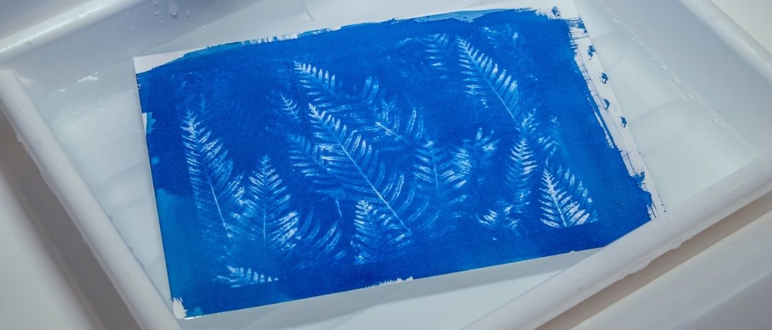 Cyanotype en cours de développement dans un bac d’eau, avec empreintes de fougères blanches sur fond bleu intense.