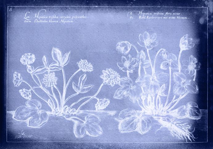 Cyanotype représentant une illustration botanique ancienne de la plante Hepatica, avec des annotations latines et germaniques.
