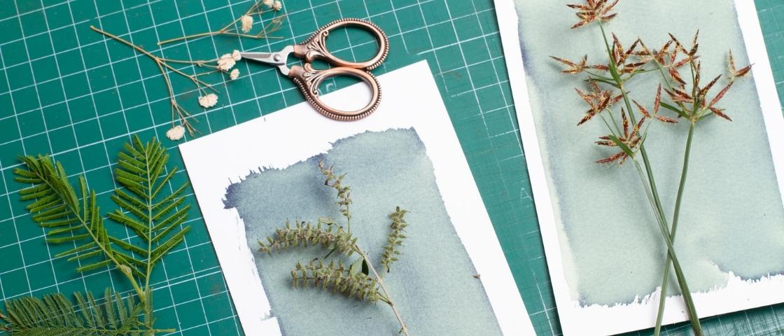 Matériel de cyanotype avec des plantes séchées posées sur du papier aquarelle, ciseaux anciens en métal, sur fond de tapis de découpe vert.