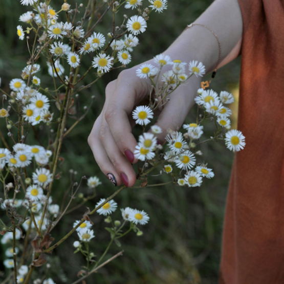 Main féminine cueillant des fleurs de camomille dans la nature.