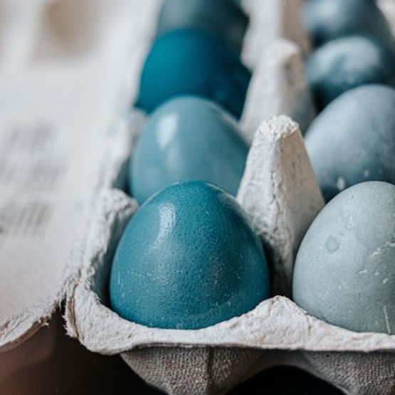 Œufs teints en bleu dans une boîte en carton sur fond sombre.
