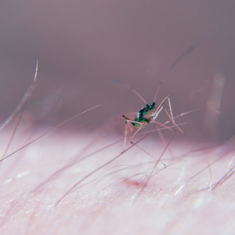 Macro d’un moustique posé sur une peau humaine avec des poils visibles.