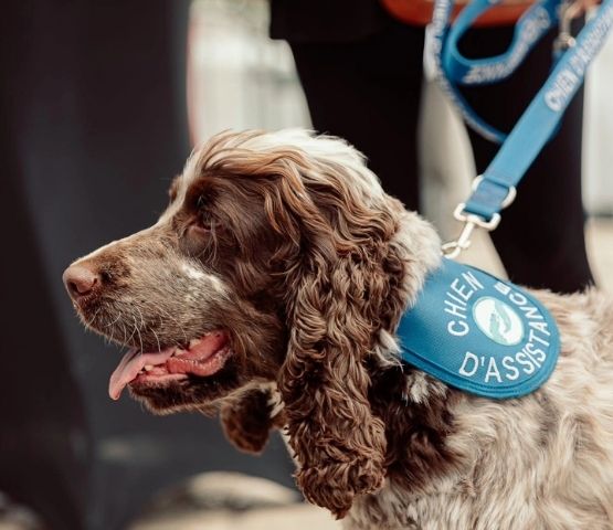 Un chien d’assistance avec un gilet, apportant du soutien aux visiteurs du salon.