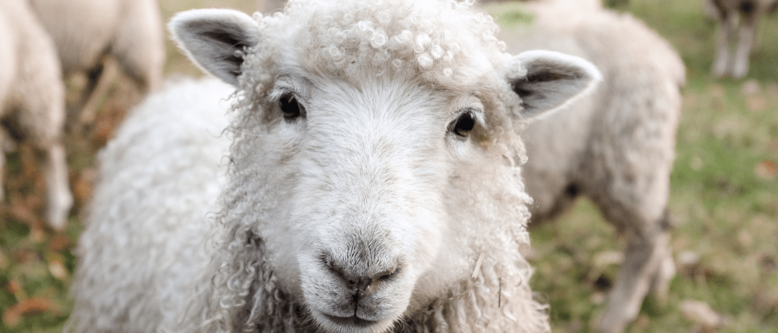 Moutons